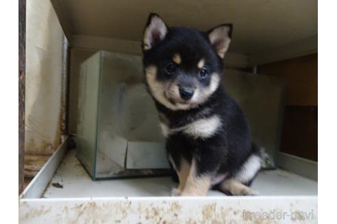 成約済の佐賀県のミックス犬-237778の3枚目